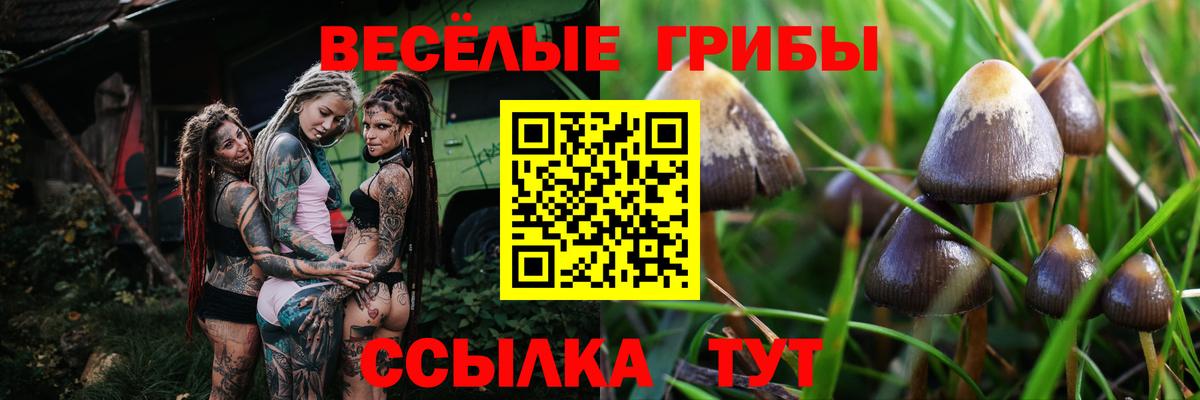 Псилоцибиновые грибы Psilocybe  Псилоцибиновые грибы мицелий  наркотики  Вход с VPN  Ефремов 